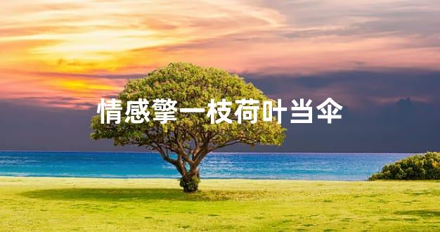 情感擎一枝荷叶当伞