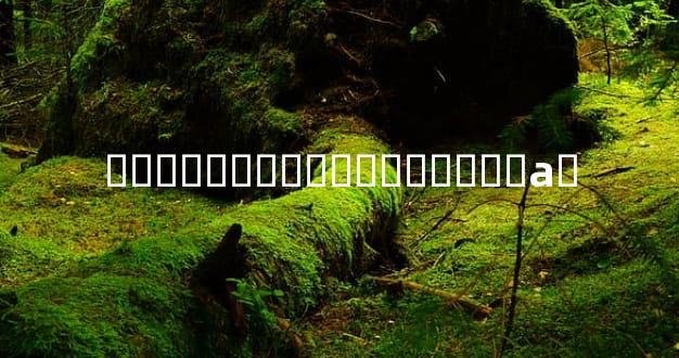 �������ʽ�����ʵ�˫�а�