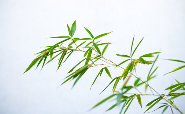 常见漏财家居风水 对应的解漏财方