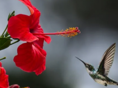 种生基是谁传下来的,种生基的历史分享