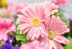 专门对付小三的机构,是如何行事的,主要有这些内容