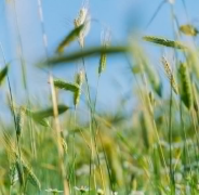 种生基成功的反应,有这2个表现说明种生基成功了