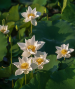 种生基后多久有效果 什么是种生基