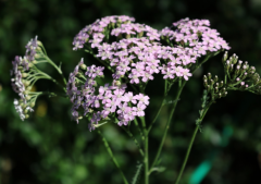 种生基的效果怎么样,详细解答