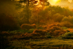 什么是种生基,生基玄学为何能够造福开运
