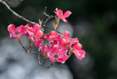 什么是种生基,生基的成功与否受什么影响