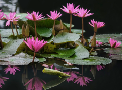 什么是种生基,什么人需要种生基