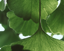 种生基有什么讲究 种生基多久开始见效