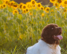 种生基不能随意选址 通过种生基来改运