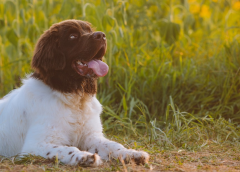 种生基花费多少钱 种生基花费高普通人做不起