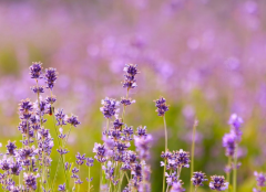 种生基有什么用 种生基改运是真的吗