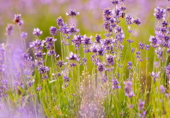 不是所有人都可以种生基 种生基的作用有哪些