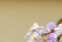 斩桃花有效吗 老公有小三必须斩烂桃花