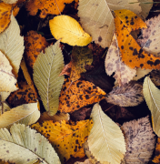 普通人种生基方法,简单方便,主要步骤是这样的